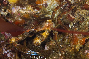 Kelp Crab eating - what else? - kelp! by Tig Fong 